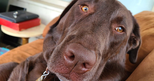 Closed for Surgery 4/20